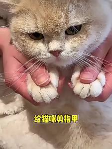 Cat Nail Scissors Circular Hole Pet Professional Stainless Steel Nail Clippers Toe Claw Trimmer Pet Grooming Supplies Products