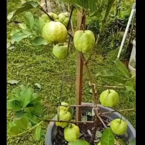 BERBUNGA...Bibit Tanaman Jambu Kristal Putih Kondisi sudah Berbunga