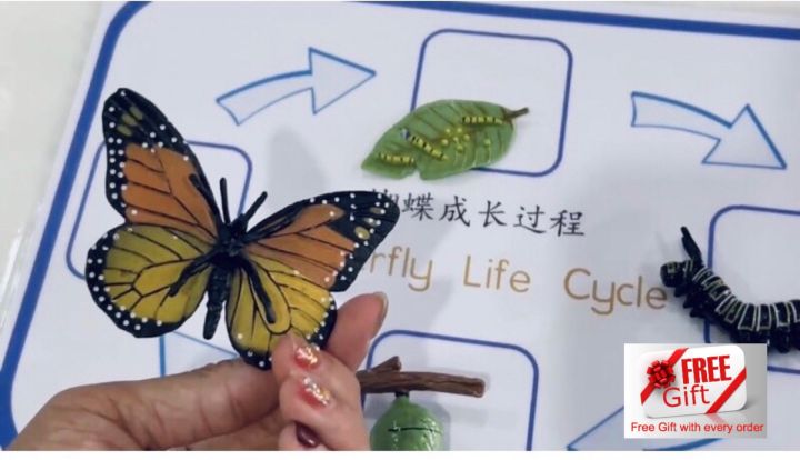 Montessori Insects Life Cycle Science Sensory Play For Kids Buku ...