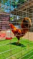 telur ayam filipin golden sweater import. 