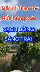 Bộ đôi đặc trị thán thư và rửa bông xoài rửa trái xoài - rửa mắt cua bông sầu riêng rửa trái sầu riêng rửa nước mưa rửa sương muối do mưa