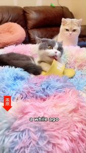 immunol health tablet pets fuel vet core multivitamins calcium powder zinc dozzie food supplements nacal activim pet tabs nutri booster lc vit vitamins for dog cat pampataba pets fuel for dogs cats and hair fur appetite nutrical coat shine immune system