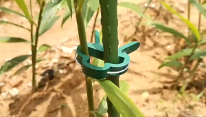 คลิปหนีบ ตัวหนีบ ค้ำต้นไม้ สีเขียว ทำจากพลาสติก