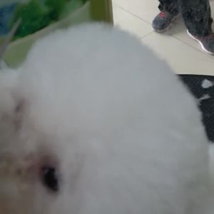 Fenice | Kéo Cắt Tóc Chó Cong