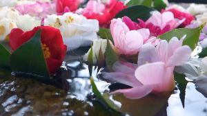 Lọ Tinh Dầu Trà Trắng Treo Thơm Tủ Quần Áo TINHDAUSACHANH 10ml Tinh Dầu Treo Xe Hơi Lọc Không Khí Khử Mùi Giày Dép