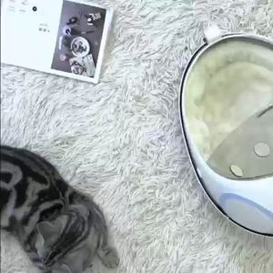 Multifunctional Pet Cat Carrier Backpack Space Capsule Transparent Bag Outdoor Shoulder Bag Breathable