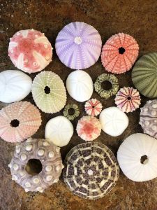 Chậu Hoa Tự Nhiên Bằng Vỏ Sò Tôm Hùm DIY Thủ Công Địa Trung Hải Chậu Cactus Và Cây Thịt Trang Trí Nhà