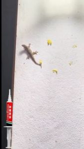 👍สูตรใหม่ การเสียชีวิตจากการติดเชื้อ👍ยาฆ่าจิ้งจก ยาฆ่าตุ๊กแก ยากำจัดจิ้งจก ครีมกำจัดจิ้งจก 10g ดึงดูดรวดเร็ว หนึ่งตัวกินเหยื่อเจล ตายยกรังในที่สุด เหมาะสำหรับครอบครัว กำจัดจิ้งจก ยาไล่จิ้งจก ไล่ตุ๊กแกถาวร ยาฆ่าจิ้กจก ไล่จิ้งจกถาวร ยาเบื่อจิ้งจก