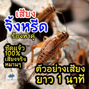 เสียงจิ้งหรีดร้องหาคู่ เสียงล่อ เมม/แฟลชไดร์ฟเสียงต่อจิ้งหรีด มีเก็บเงินปลายทาง เสียงจริงชัดแจ๋ว 100% ไม่มีโฆษณาแทรก (MP3เสียงต่อสัตว์)