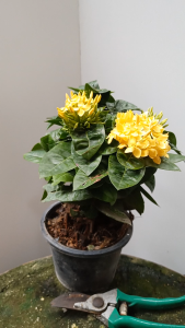 ต้นเข็มดอกใหญ่ สีเหลือง ส่งพร้อมกระถาง 6นิ้ว เข็มเหลือง ต้นเข็มเหลือง ต้นเข็ม