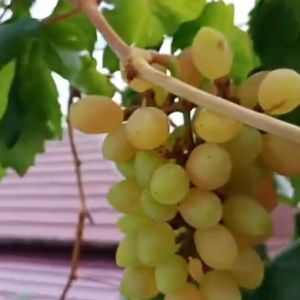 Bibit Anggur Import Luchisty Super Original