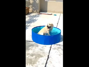 Foldable Dog Pool Portable Pet Pool for Outdoor Backyard Travel Beach Cooling & Bathing