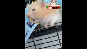 DJEVPETSHOP Makanan Basah Hamster Camilan Penggemuk Hamster Sehat Treats Hamster Sugar Glider/marmut /Landak Mini