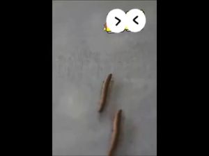 【100% effective】bed bug killer spray bed bugs spray bugs killer bedbugs killer bed bugs repellent bed bugs killer powerful spray anti bed bug 除螨喷雾剂 臭虫喷雾