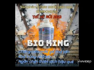 DUNG DỊCH CHỐNG NẤM MỐC GỖ NHÀ YẾN BIO KING - COMBO 3 CHAI - CHUYÊN GIA KHỬ TRÙNG NHÀ YẾN NGĂN CHẶN THIÊN ĐỊCH CÔN TRÙNG GÂY HẠI THẾ HỆ MỚI TỪ INDONESIA HIỆU QUẢ VƯỢT TRỘI