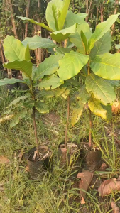 ต้นใบหูกวาง เพาะเมล็ด พร้อมปลูก