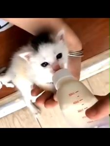 PET DIARY Botol Susu Kucing Bayi Dot 60ml Botol Dot Buat Hewan Anjing Baru Lahir Kitten Kecil Murah