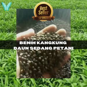 300 Biji Bibit Benih Kangkung Daun Sedang Murah Dari Petani Lokal