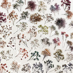 50pcs Vintage Dried Haworthia Minima PET Stickers Decals For Phone Laptop Notebook Refrigerator Guitar DIY Transparent Stickers