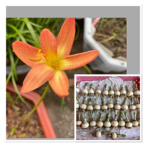 009.หัวดอกบัวดิน Orange Promise หัวละ 10 บาท