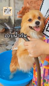 Orga by Botanics Life for Long Hair สูตรมะพร้าว สำหรับสุนัขขนยาว