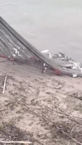 Versi jaring memancing yang dinaik taraf jaring tuang tradisional jaring membaling tangan jaring berpusing jaring pemutus tangan jaring nelayan lama jaring slashing artifak memancing peralatan memancing