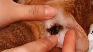 YEGBONG | Pet Flea Killer Drops Tick Lice Mite Removal Relieve Itching Dog Cat Ear Hygiene Care Earwax Ringworm Treatment Pet Ear Drops
