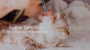 Authentic BASMI FIP GS-441524 FIP Treatment RAWATAN FIP GS441524 20mg/ml Concentration 8ml per vial