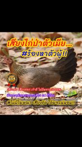 เสียงไก่ป่าตัวเมียก๋อยหาคู่เสียงนี้เข้าไว เสียงต่อไก่ป่า ต่อเข้าเร็ว USBแฟลชไดร์ฟเสียงต่อไก่ป่า เสียงดี ชัด100% ไม่มีโฆษณาแทรก (MP3 เสียงต่อสัตว์)