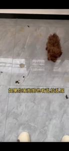 Training Pad Pee Pad Dog Pee Training Pad Cat Pee Pad Pet Wee Pee Poop