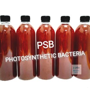 PSB BAKTERIA FOTOSINTETIK 500ML PERCUMA 30ML CAWAN