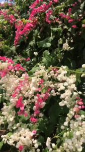 Benih Bunga Air Mata Pengantin / Bunga AMP / Antigonon Leptopus