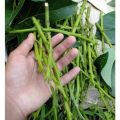 1 paket isi 4 Entres / batang segar / Cutting Alpukat Miki dan Aligator. 