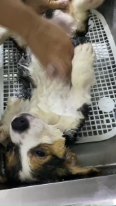 SỮA TẮM DẦU GỘI CHO THÚ CƯNG CHÓ Utral White 500G Dành cho thú cưng lông trắng