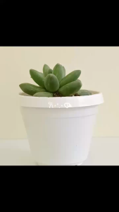 Sen đá kim cương xanh