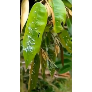 Spray Kulat Organik Untuk Pokok Pembasmi Kulat Organik Pokok Perlindungan Bebas Kulat Pokok BIOCONV