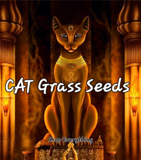 PUSA Cat Grass Seeds for Planting Natural Laxative for Cats & Dogs 100