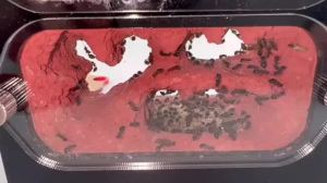 Concrete Ant Farm Transparent Walls Ant Nest Easy Observe Pet Anthill Workshop Farm Insect Ants House with Water Tower Hunt Area