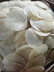 Capiz Shells Assorted sizes 100pcs