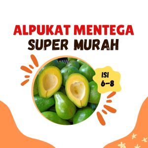 Buah Alpukat - Alpukat mentega - Alpukat Mentega Super Murah