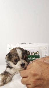 Pet Wipes - Alcohol Free | Gentle Wipes by Pet Village