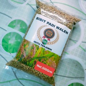 Jual Benih padi walen super unggul 500 Grm 100 hari panen