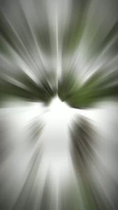 1kg Cây lA Xạ Đen Cây lA Xạ Đen