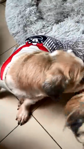 PUAINTA Antifungal Pipot Skin Spray For Dogs And Cat Disease Skin Treatment Tick Flea Itching Relieve Non-Toxic Lickable Pet Care 50ml..