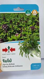 ผักซอง ศรแดง โหระพา จัมโบ้ จำนวน 1000 เมล็ด/ซอง หมดอายุ 02/07/2570 ลอตใหม่ งอกดี ปลูกง่าย ต้นใหญ่ ใบใหญ่ สีเขียวสด มีกลิ่นหอม