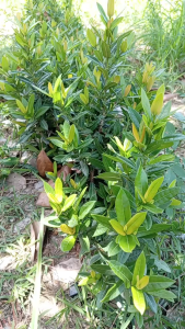 Cây Giống Hoa Mẫu Đơn (Bông Trang) – Chuẩn Giống – Cây Khỏe Đẹp – Shop Cây Nhà Lá Vườn – EverUp VN