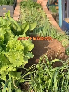 Family EM fermentation microbial fertilizer