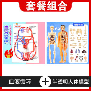 Mô Hình Tuần Hoàn Máu Cho Trẻ Em Đồ Chơi Nhận Biết Cơ Quan Bên Trong Cơ Thể Y Tế Mô Phỏng Khoa Học Thí Nghiệm