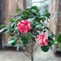 TKL - Camellia Japonica Triumphans/Red Dan 花蝴蝶茶花/花露珍/赤丹. 