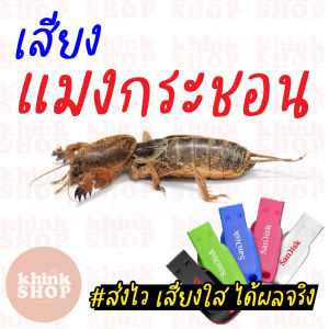 เสียงต่อแมงกระชอนยาวๆ 10 ชั่วโมง จีซอน เมมเสียงแมงกระชอน แฟลชไดร์ฟเสียงต่อแมงกระชอน มีเก็บเงินปลายทาง